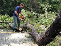 How Our Tree Care Process Works  in  Jacinto City, TX